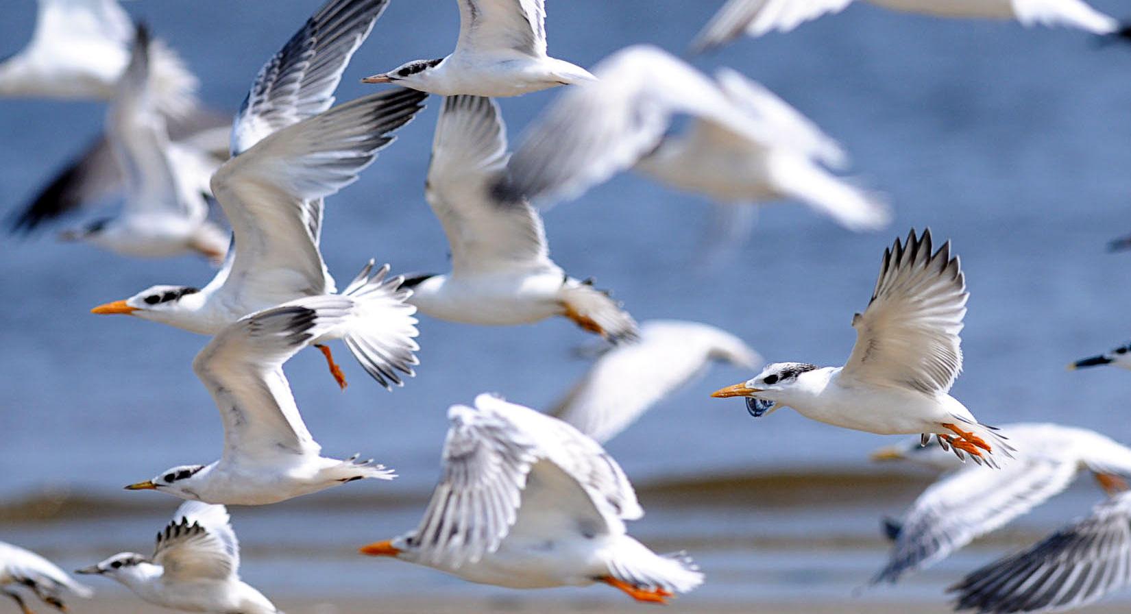 Seabirds