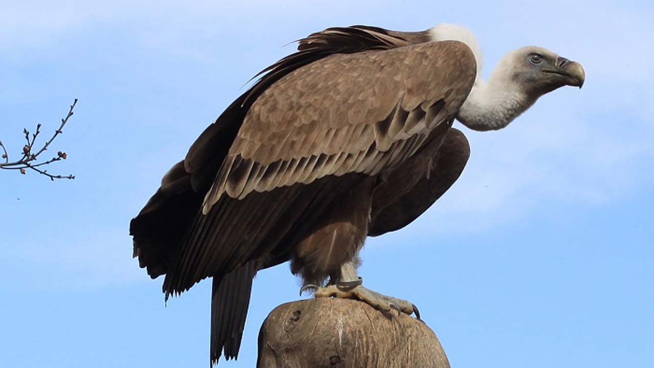 Vulture