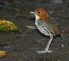 barking bird