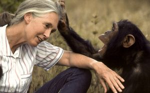 chimp