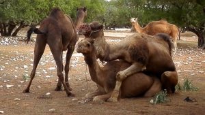 camel breeding