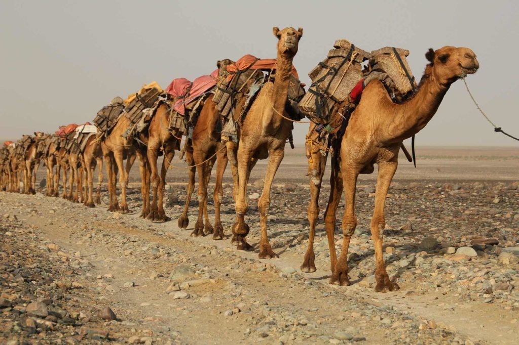 Camel
