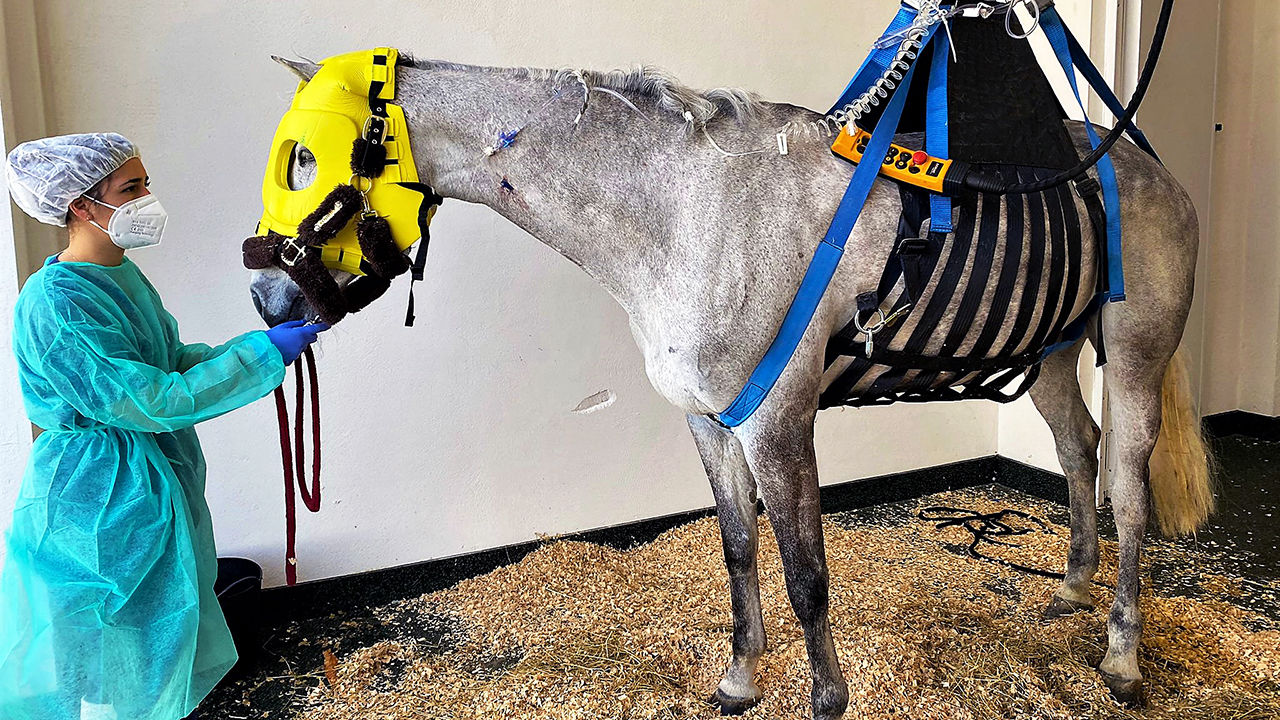 Horse