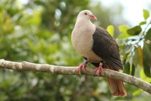 Pink pigeon
