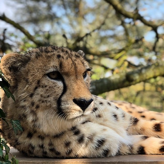 Cheetah